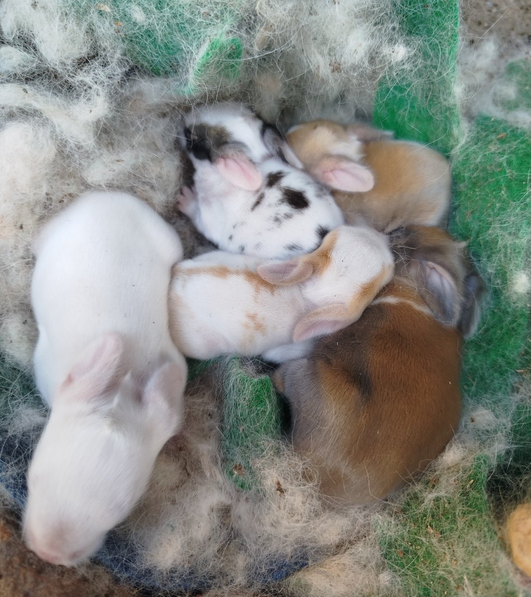 vechsrt's tweet photo. kelinciku lahiran lagi😭😭 sebenere udah dari minggu kemaren sih tapi baru sempet liat dan ternyata banyak??😅😅 https://t.co/cyJgTBRFY1