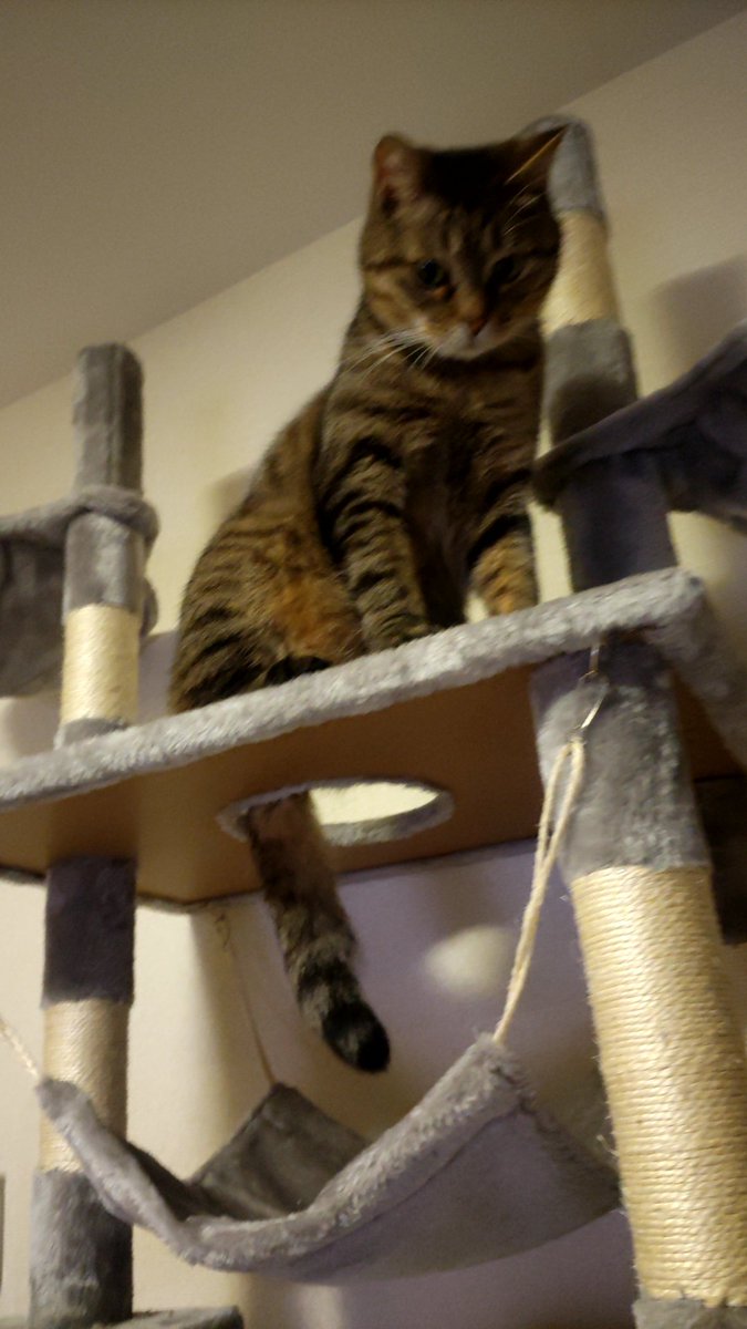 gare0203's tweet photo. ブレてるけど、キャットタワーの穴からしっぽだけ出てるのが可愛いとだけ言いにきた。 https://t.co/huYmFULUrj