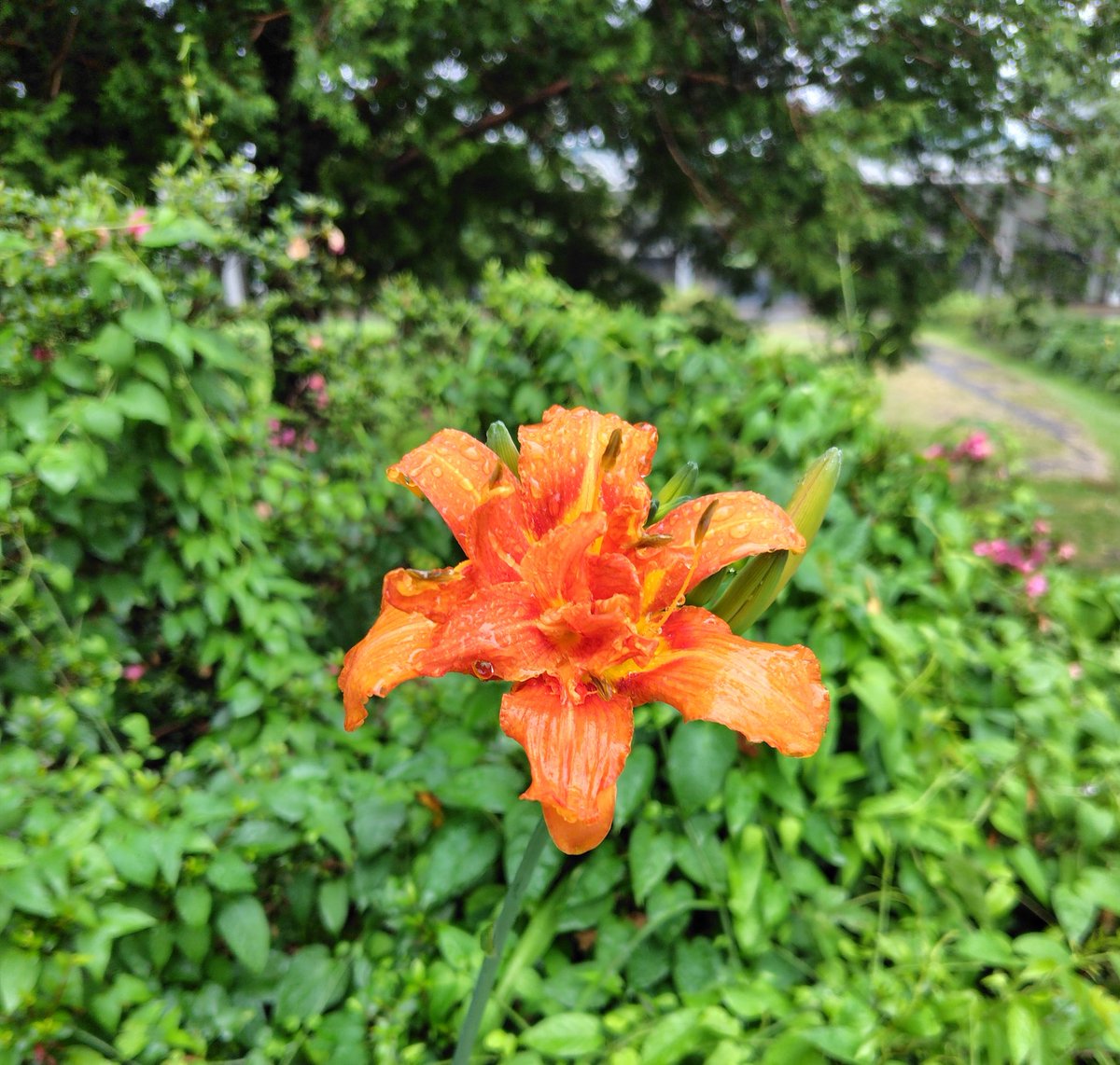natubaba1111's tweet photo. 土日は県民スポーツ大会🏃‍➡️
1日目は蒸し暑く、帰りには豪雨‼️2日目は雨の1日☔️過酷なコンディションの中、選手の皆さんは頑張りました。選手、応援の皆様お疲れ様でした。
今日は雲が多めの蒸し暑い朝です🌥️のんびり過ごします。 https://t.co/mW534OofaE