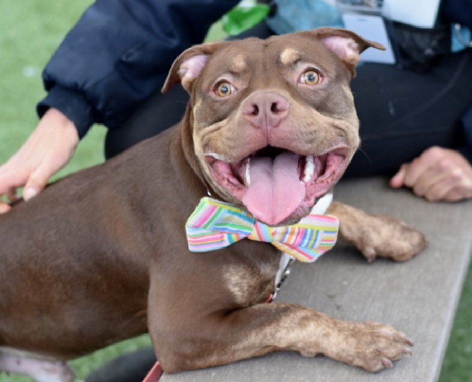 MorgFairsdogs's tweet photo. Yuro 249827
Relisted TBK 7/14
#NYCACC #AdoptMe 
He's an adorable 2 yr old with a huge smile
Given up 4 housing issues, found tied to pole, reclaimed &amp; found stray
Loves peanut butter
Resource guarding issues 
Save Yuro!
https://t.co/e5UmdjVfhl
#Pledge4Rescue #foster #adopt https://t.co/h7xbthhB3g