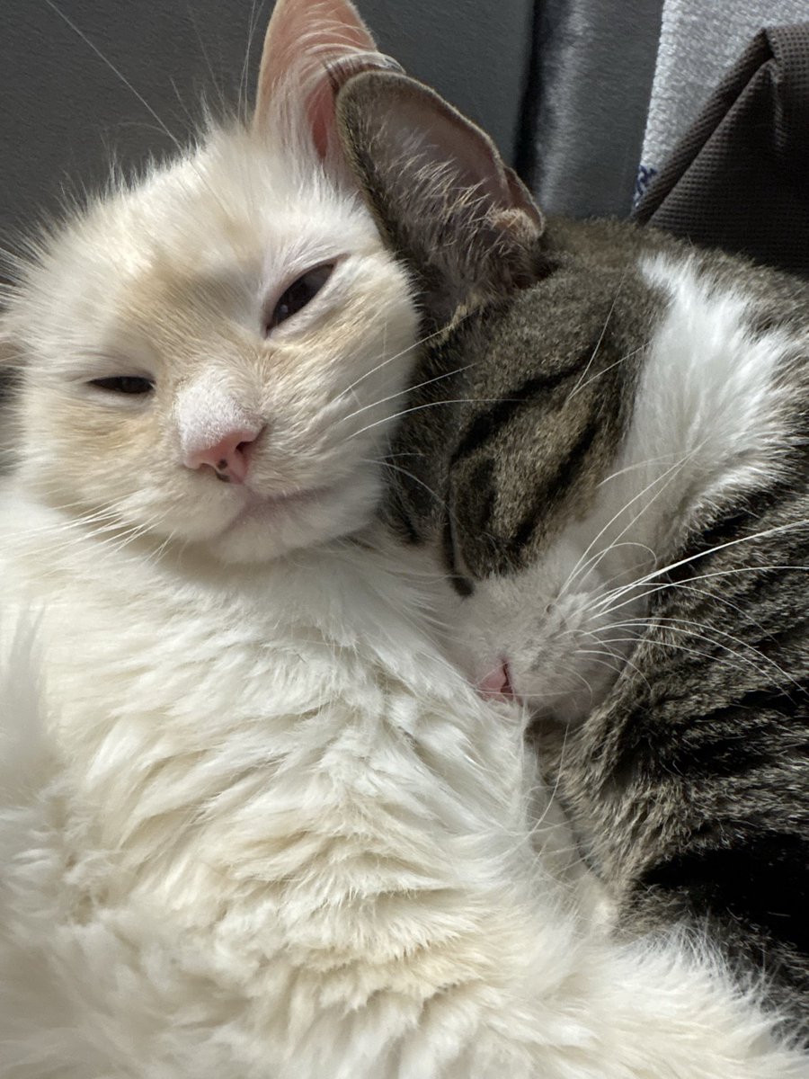 SleveMcDichaeI's tweet photo. I wanna shrink down to their size and join the snuggle https://t.co/o1sR3Aa0F4