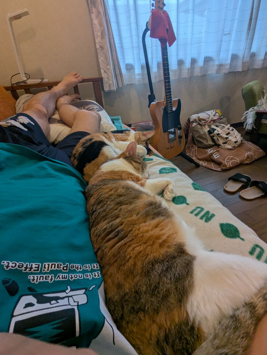 nobusato's tweet photo. 夏がもうすぐなので、蒸し暑いなかエアコン用の日除けを設置。シャワーしてギター練習して疲れたから昼寝したら、猫が添い寝。FUJIFILM X10はマクロも見事。やっぱり-1/3段が好き。
#三毛猫すみれともも
#三毛猫すみれ
#三毛猫もも
#猫
#ねこ
#ネコ
#cats
#三毛猫
#TortoiseShellCat
#CalicoCat https://t.co/TYqlVbuZ9H