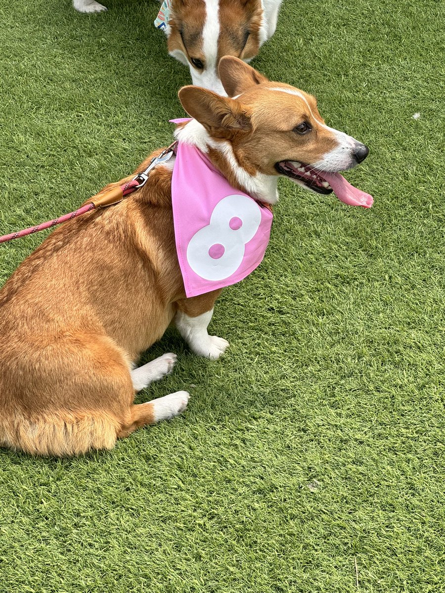 Corgi tweet media