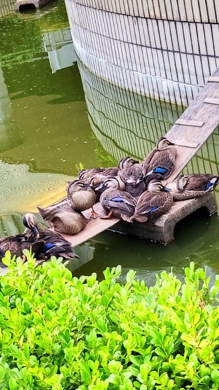TokyoC520's tweet photo. おはようございます。
今朝も蒸し蒸ししてますね🥵昭島のカルガモ親子は引越ししない感じです。大きくなって親と同じくらいに成長しました‼️
モーニング昭島レピーター経由
とうきょうJR141局
今朝もありがとうございました🙇‍♂️ https://t.co/Gl3RpL49Tc