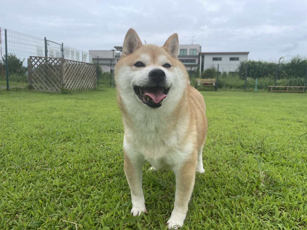 lovesurf19's tweet photo. ドッグランでご満悦。

おはようございます。 https://t.co/8stwlzCtNr
