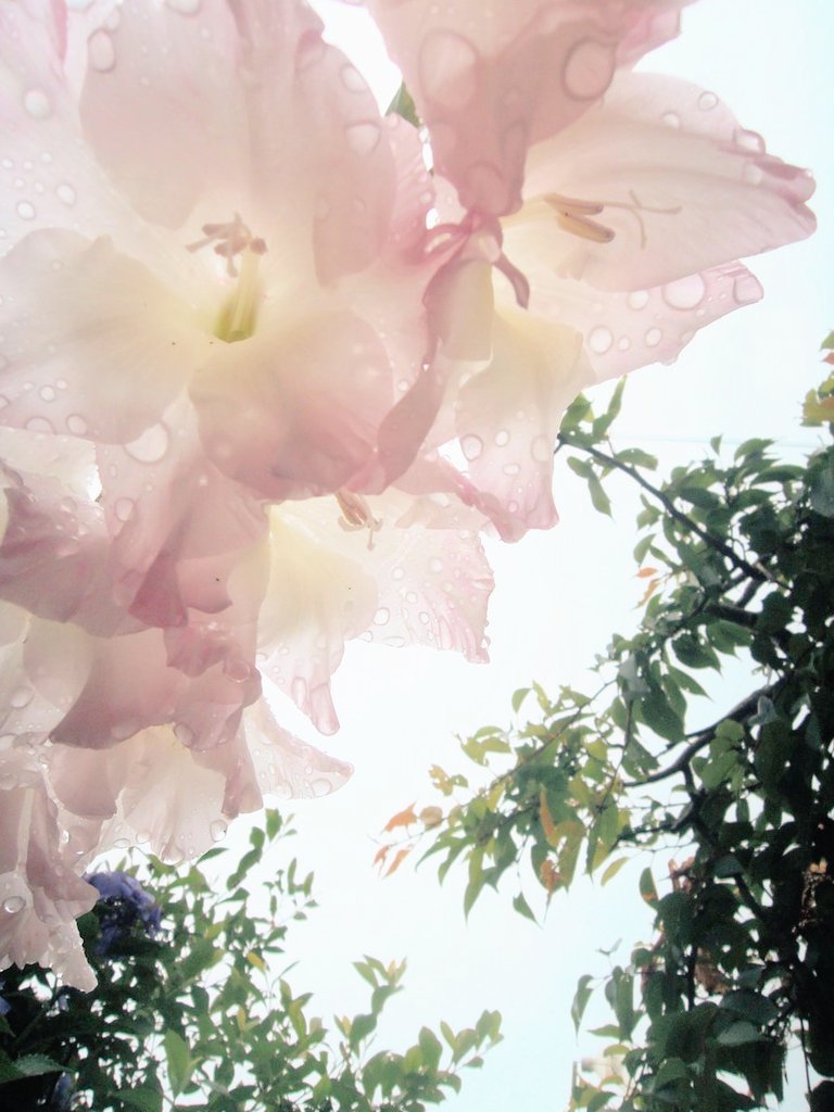 花が好き