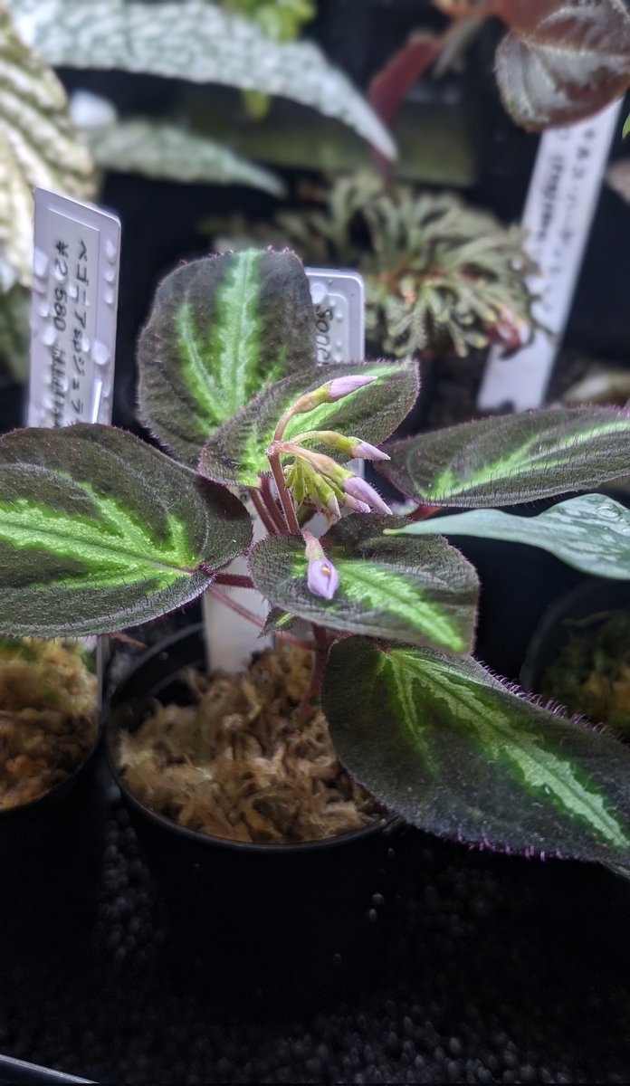 🌿熱帯雨林の植物もいくつか取り扱っております！！ ＊ベゴニア、スキ