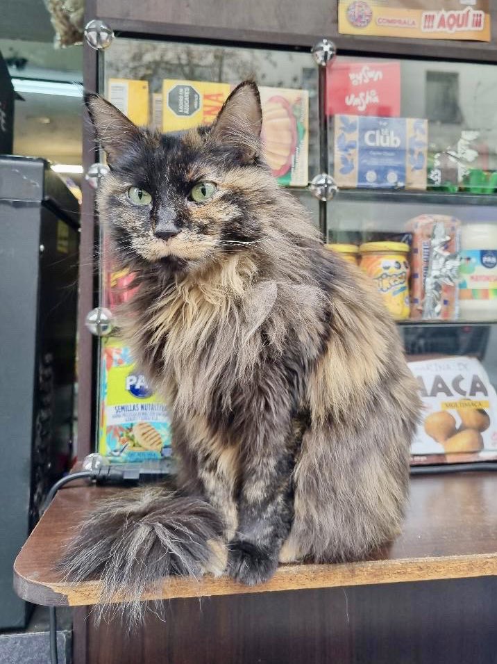 Bodegacats_'s tweet photo. https://t.co/vwkqwqn7W9