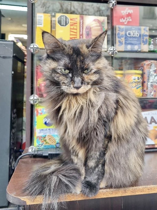 Bodegacats_'s tweet photo. https://t.co/btcm9lRxSj