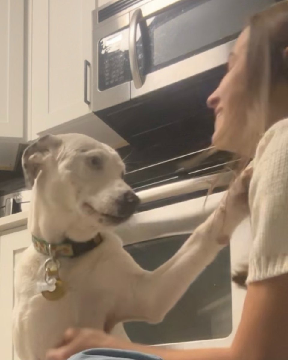 humanecharlotte's tweet photo. "When I adopted her back in December, she was a nervous, scared, timid, awkward dog and while she still may be awkward, she has blossomed into the sweetest, quirky, gentle, loyal little lovebug ever." https://t.co/lbkszfjtFD