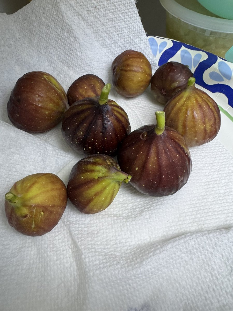 BerryGuilded's tweet photo. Figs from the backyard!💜💜 https://t.co/YR4XUYbMjr