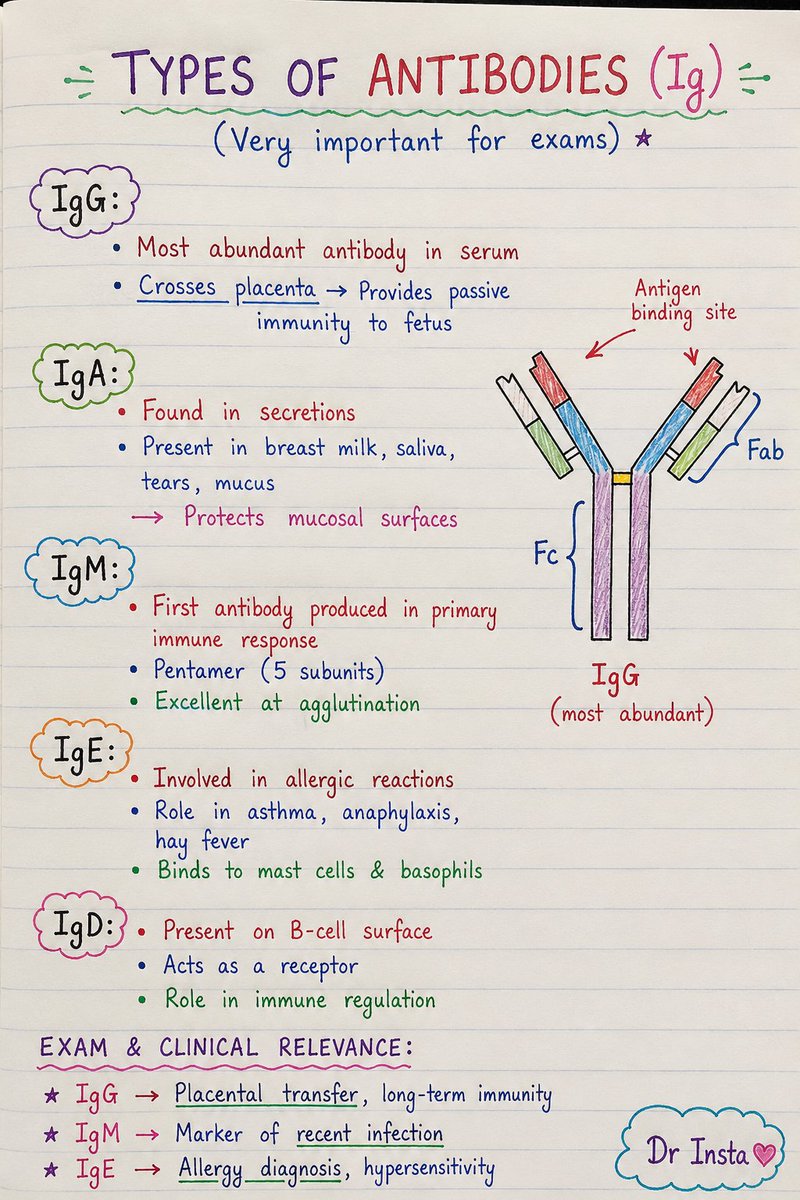 doctorinstaha's tweet photo. Types of Antibodies (Ig).
(Very important for exam) https://t.co/3EsZVAHe2g