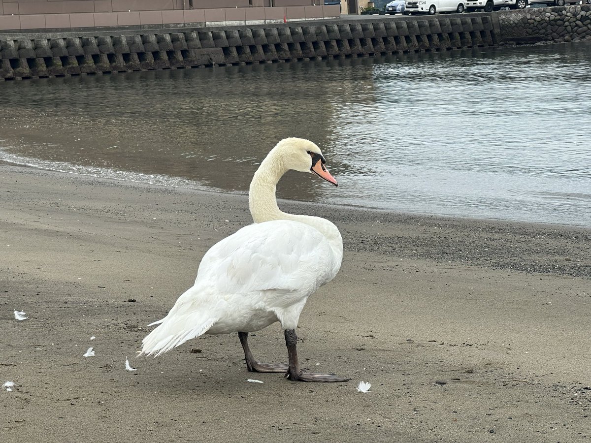 Taniku_Megumi's tweet photo. 内浦に白鳥がおった https://t.co/JW8a5kg97M