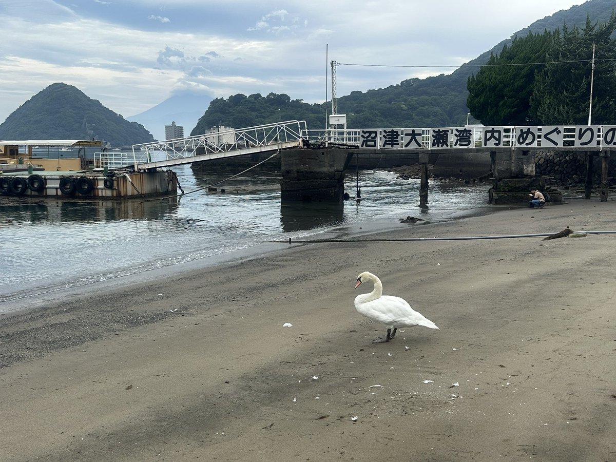 Taniku_Megumi's tweet photo. 内浦に白鳥がおった https://t.co/JW8a5kg97M