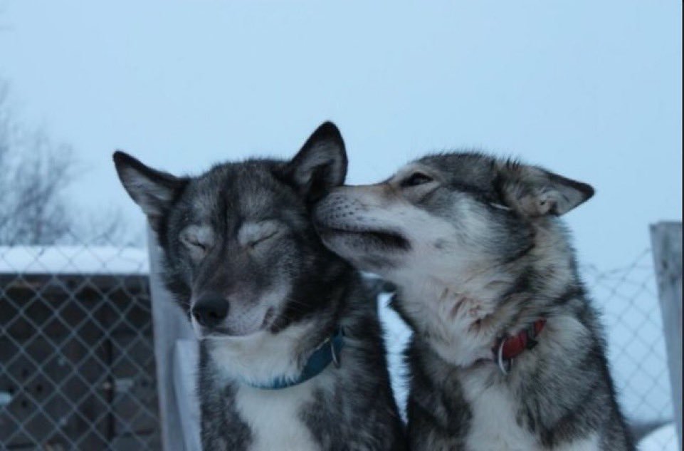 MalamuteStink's tweet photo. i love being a zoo. before i never really fit in with anybody and never liked humans at all, but now that i can identify myself as one everything makes more sense to me and i finally feel welcome somewhere. i love seeing people and dogs like me, i feel included.

zoo forever <3 ζ https://t.co/v5b1xyGBfG