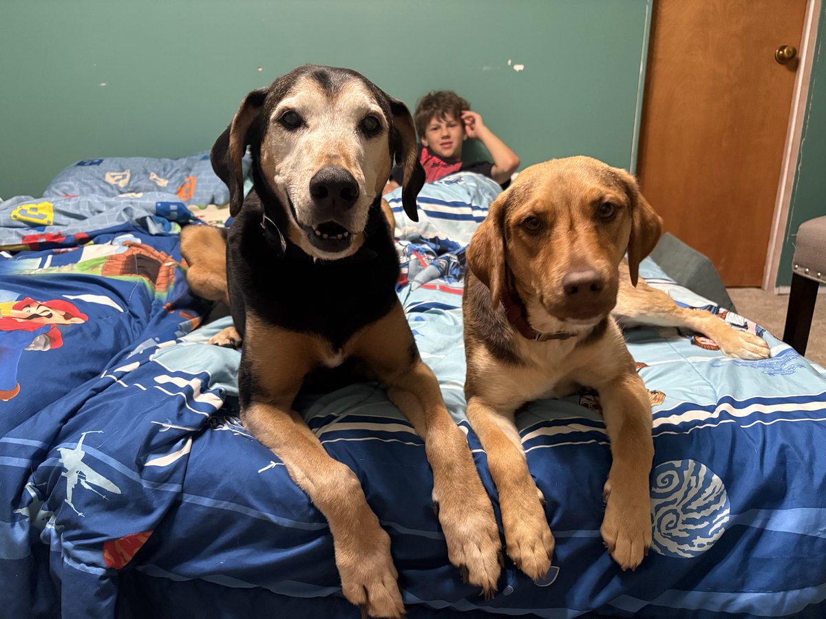 LolaPatolla's tweet photo. Teddie, now Penny checking in from forever home!
Her mom said she’s thriving &amp; so loved! 
❤️❤️❤️ https://t.co/9p0atYo7wY