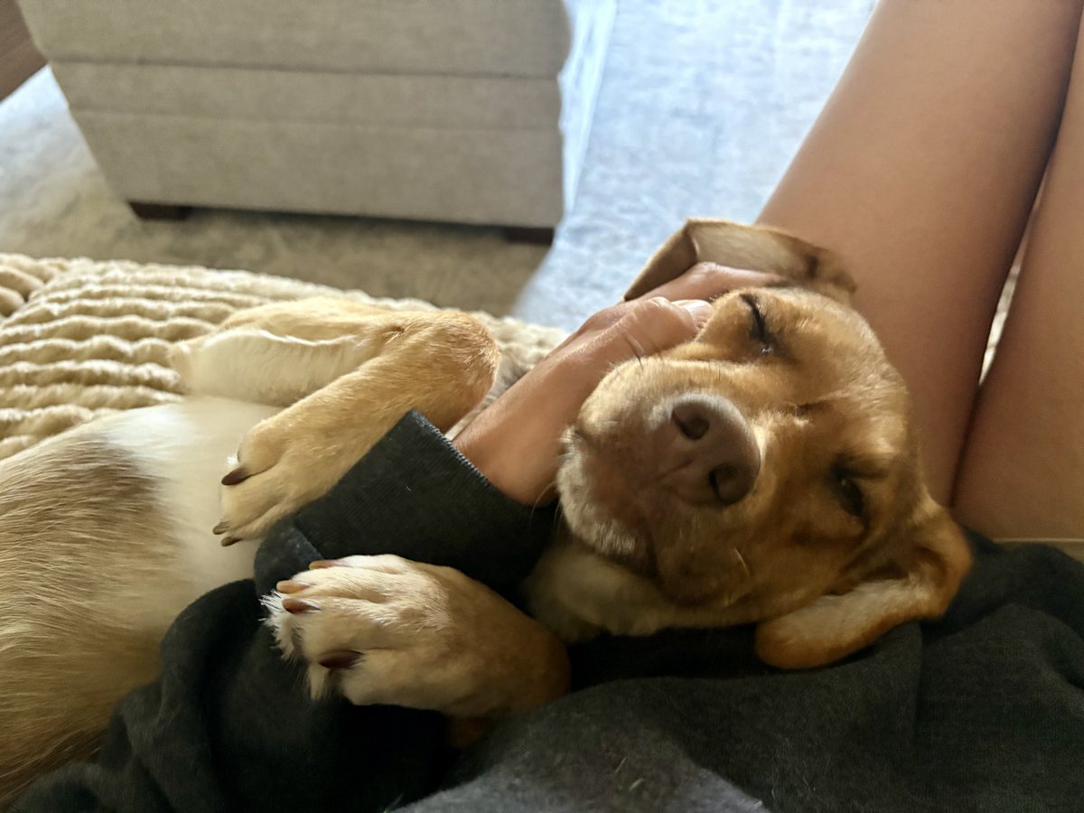 LolaPatolla's tweet photo. Teddie, now Penny checking in from forever home!
Her mom said she’s thriving &amp; so loved! 
❤️❤️❤️ https://t.co/9p0atYo7wY