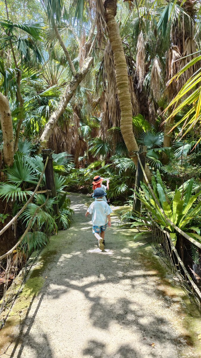 zoojo_team's tweet photo. 昨日は長崎鼻パーキングガーデンへ🌴
園路歩いてるだけで異国感がすごくて！なんだここー！ってなってました😂迷子になるかと思った！オランには会えなかったけど、のんびり楽しみました🦢⸒⸒ https://t.co/K5mbuoefz6