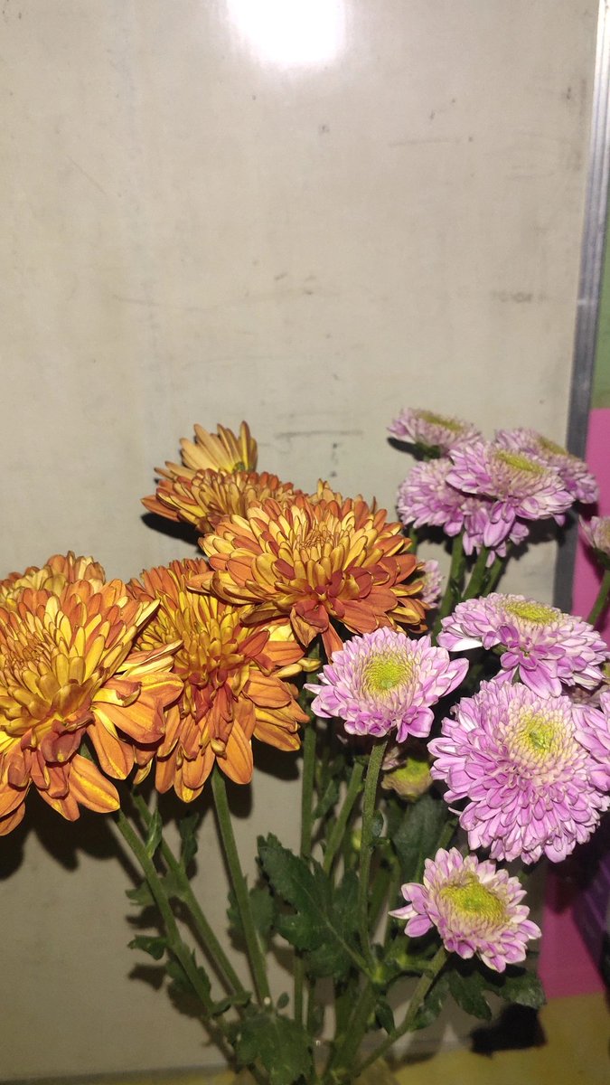 mellowswit's tweet photo. What a cute flowers 🌷✨🌼
Especially from @fullvibes___ https://t.co/ARSbkIUCU6