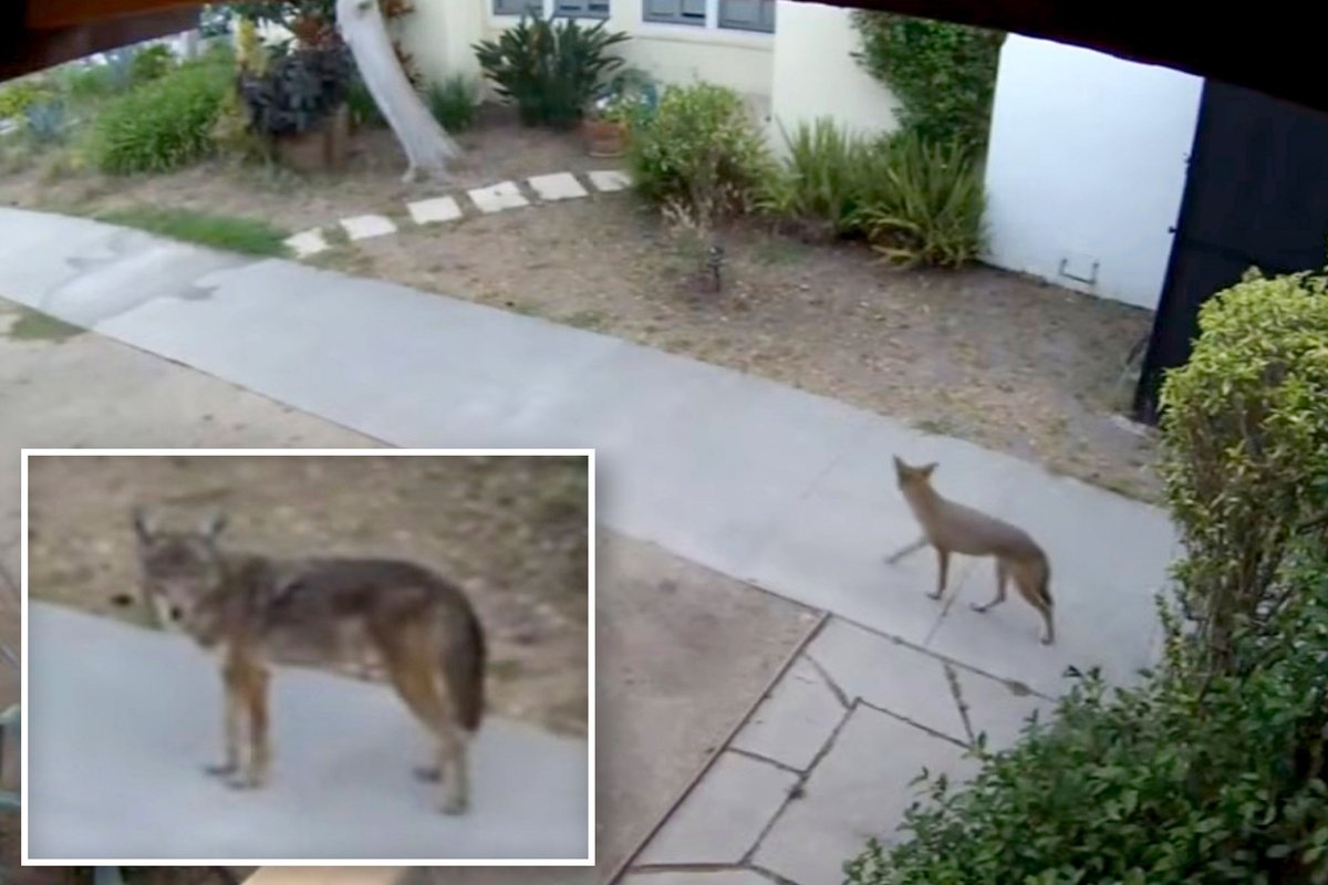 californiapost's tweet photo. Terrifying footage shows pack of coyotes hunting pets at LA homes https://t.co/BMhSqFT0xa https://t.co/0CfgPEQ28a