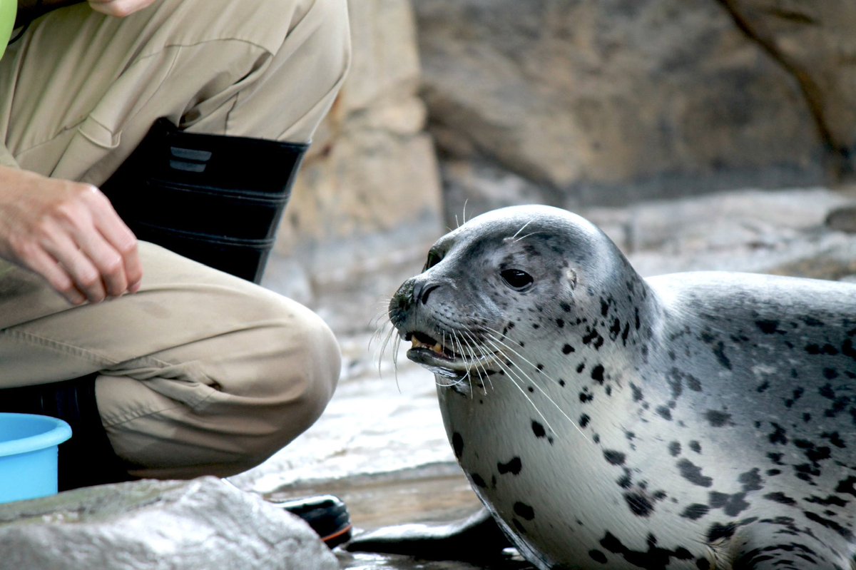 cha_seal228's tweet photo. (  ˙-˙  )

#しながわ水族館 #しぶき #ゴマフアザラシ https://t.co/nHEvzlUFaL