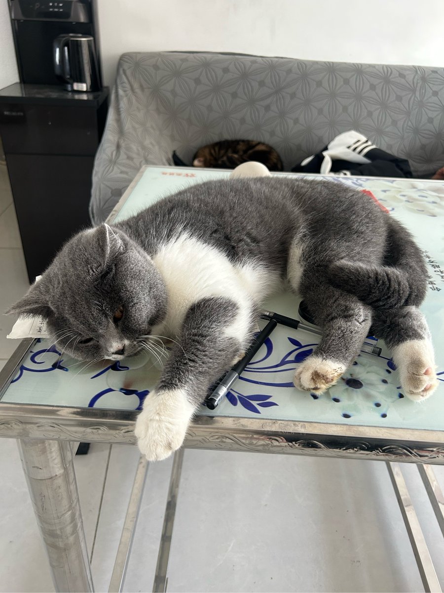 LANDI73849342's tweet photo. My rescue cat Luna just curled up on my lap while I worked—today’s small win is the purr that turns a long day into something warm. https://t.co/4tRh4g60FD