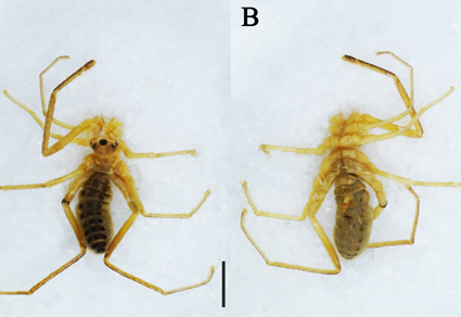 Zootaxa's tweet photo. Descriptions of three new high-altitude species of Karschia from Xizang, #China (#Solifugae: #Karschiidae)
#taxonomy
https://t.co/4gBtcb3r1g https://t.co/J1abViXQOt
