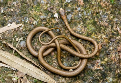 Zootaxa's tweet photo. A new genus and species of #Dipsadidae (#Reptilia: #Squamata: #Serpentes) from Guangdong and Hunan Provinces in Southern #China
#taxonomy
#newgenus
https://t.co/Lw2RqOqNtK https://t.co/5PIj9gPcN5