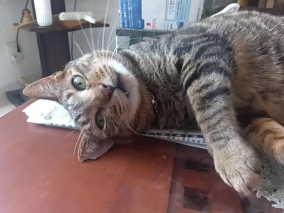 everosegin's tweet photo. 朝から猫テラスで爆睡していたキラさん。2時間したらさすがに家に入ってきました。外は暑いからおうちにいなさいね。
定位置は、テーブルの上の新聞を枕に😺 https://t.co/uXT4I3neO2