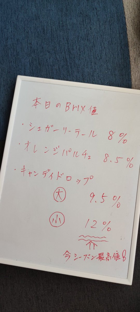 8080shin's tweet photo. 本日収穫のミニトマト。

シュガーリーテール×1
オレンジパルチェ×1
キャンディドロップ×2

さすがキャンディ、他のとは格が違う感じ。
brix 12%は「あま〜」ってなる。😉👍 https://t.co/gOj78rQgkU