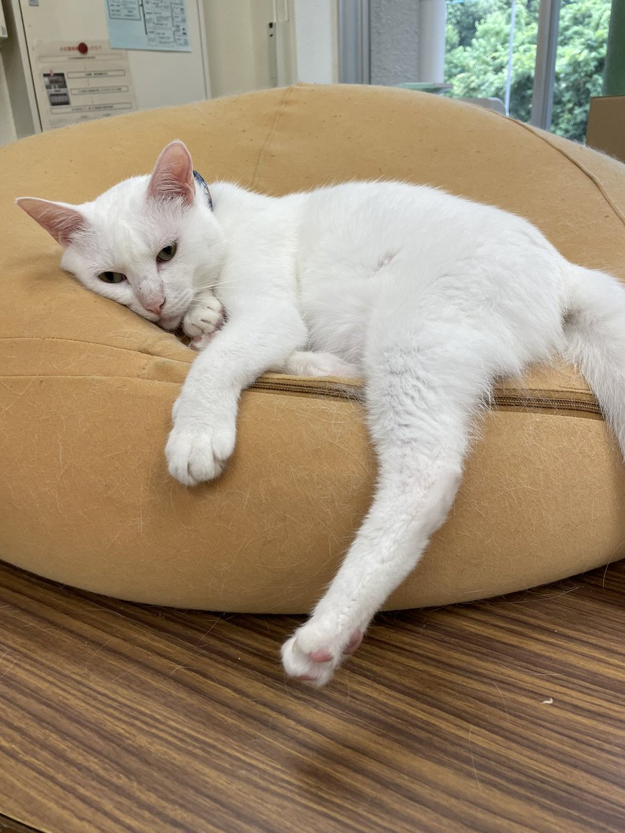 catsandpc's tweet photo. 冷房はじめました🎐 https://t.co/ROIC4O3N7U
