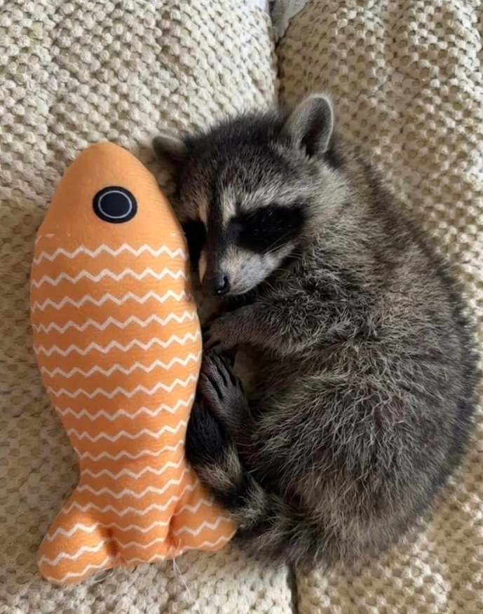ShouldHaveRacc's tweet photo. cuddling with my fih https://t.co/Jex9656AYM