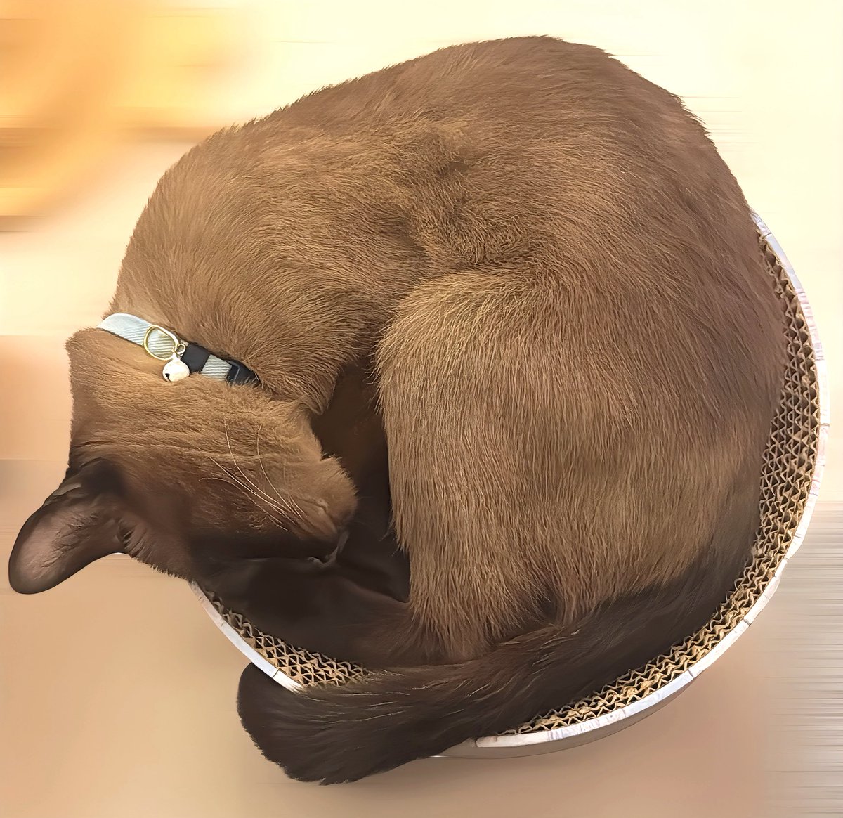 shiranuiflare's tweet photo. チャコちゃんは気づいたらいつもこの猫壱さんの子猫用のバリバリボウルにみちみちになって寝てる🐾 https://t.co/aiDvfCP7bC