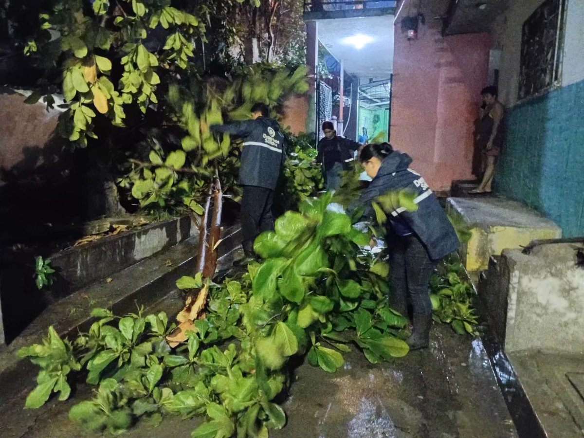 alcaldia_ss's tweet photo. Nuestras cuadrillas realizan la remoción de un árbol caído en la comunidad Don Bosco, Zona 6, para despejar la vía y garantizar la seguridad de los habitantes. https://t.co/YAzAoZFIhf