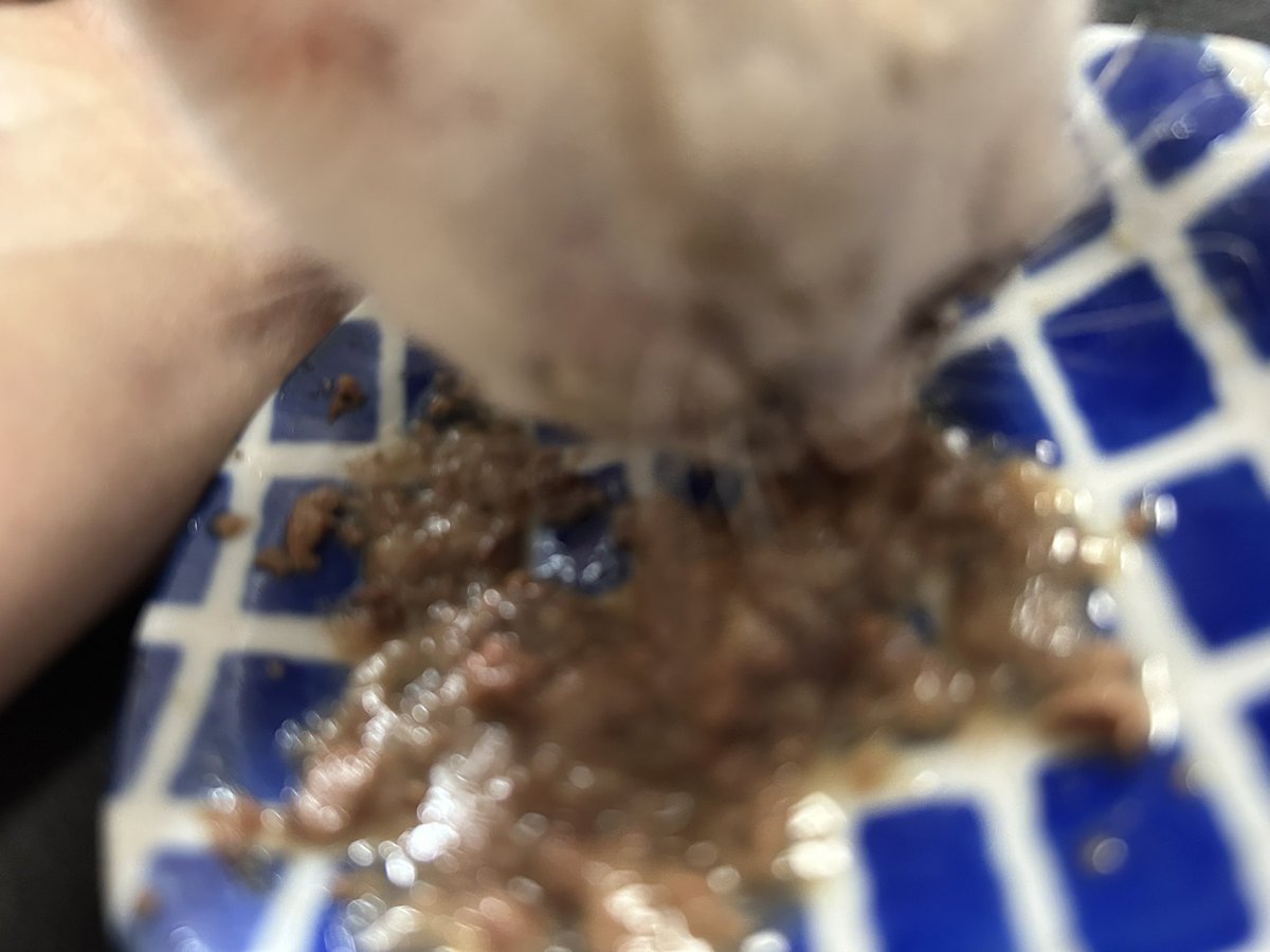 laika225's tweet photo. 道端にポツンといたらしい
保護？中の子猫かも https://t.co/uz2WTTsDqr