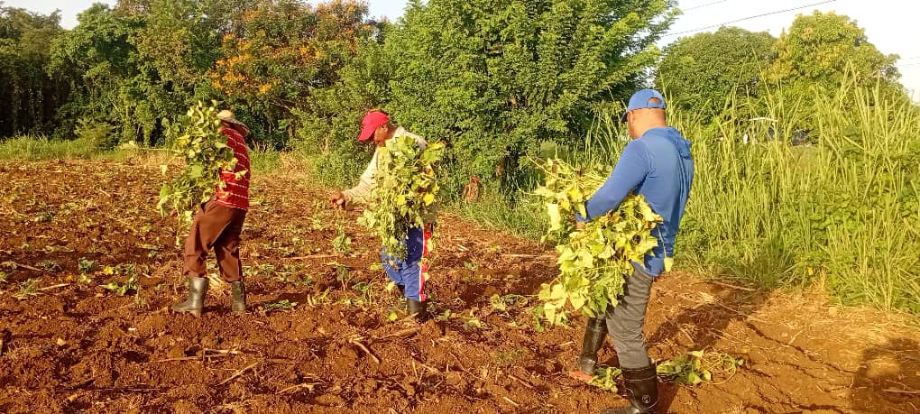 julio201270's tweet photo. 🇨🇺 Este domingo, trabajadores de diferentes entidades y organismos del municipio de #Niquero se sumaron a las labores agrícolas como parte de las actividades para homenajear el aniversario 73 del #DíaDeLaRebeldíaNacional.
#ProvinciaGranma https://t.co/VdpX0tgAfQ