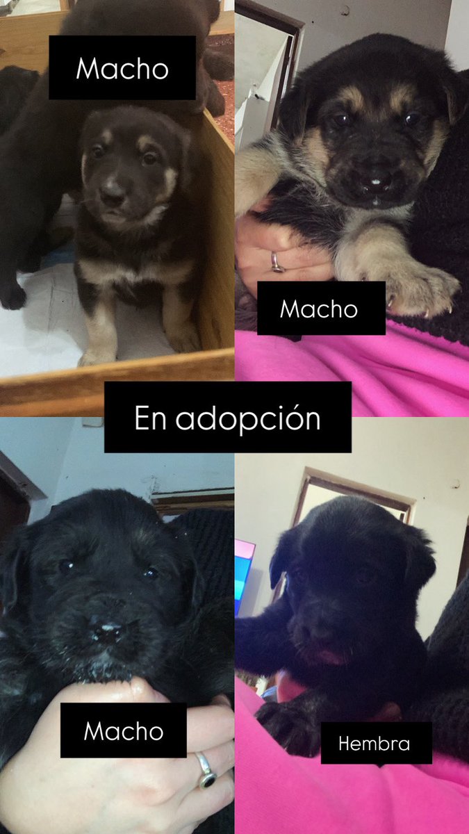 vir_ginia_'s tweet photo. Quedan 4 chikibeibis 🥰😍 https://t.co/bpgbxAfAVE