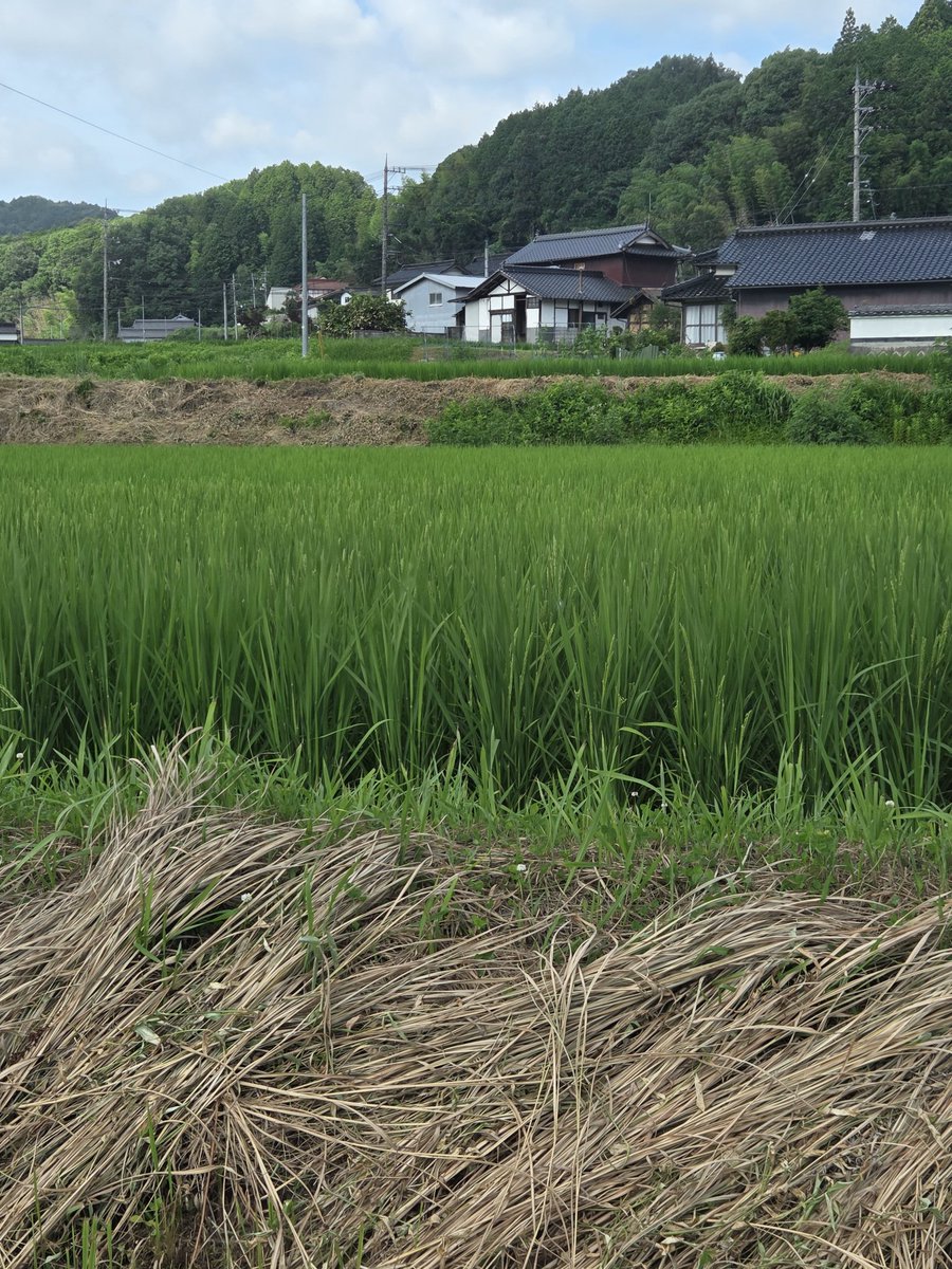 3084hemi's tweet photo. おはようございます！
つきあかり一気に穂が出てます🌾

本日もお米のお問い合わせお待ちしております😊

#お米　#新米　#つきあかり　#株式会社ゆうさんファーム https://t.co/uOmn5RUsVE