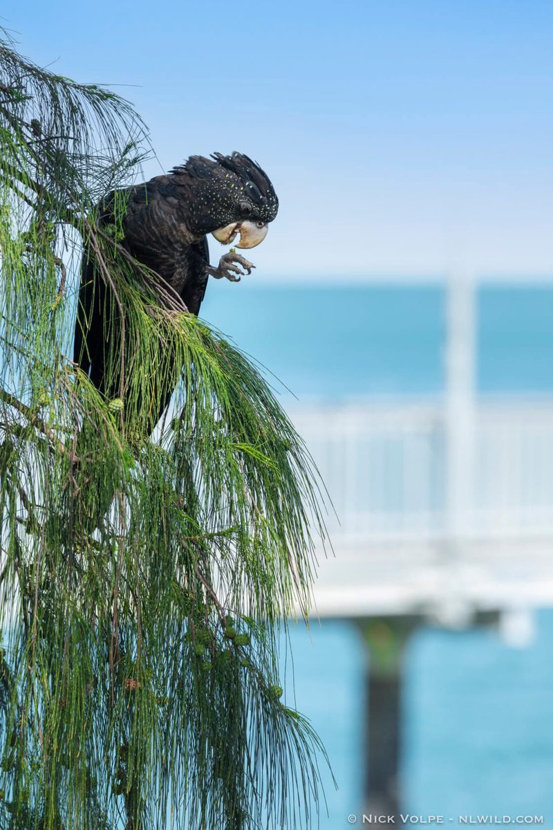 nvolpewild's tweet photo. 100000%, Australians have NO IDEA how lucky they are to get absolutely enormous beautiful parrots like Red-tailed Black Cockatoos just found in suburbia if enough food trees are planted! 🖤❤️ https://t.co/VicvF3qpC0