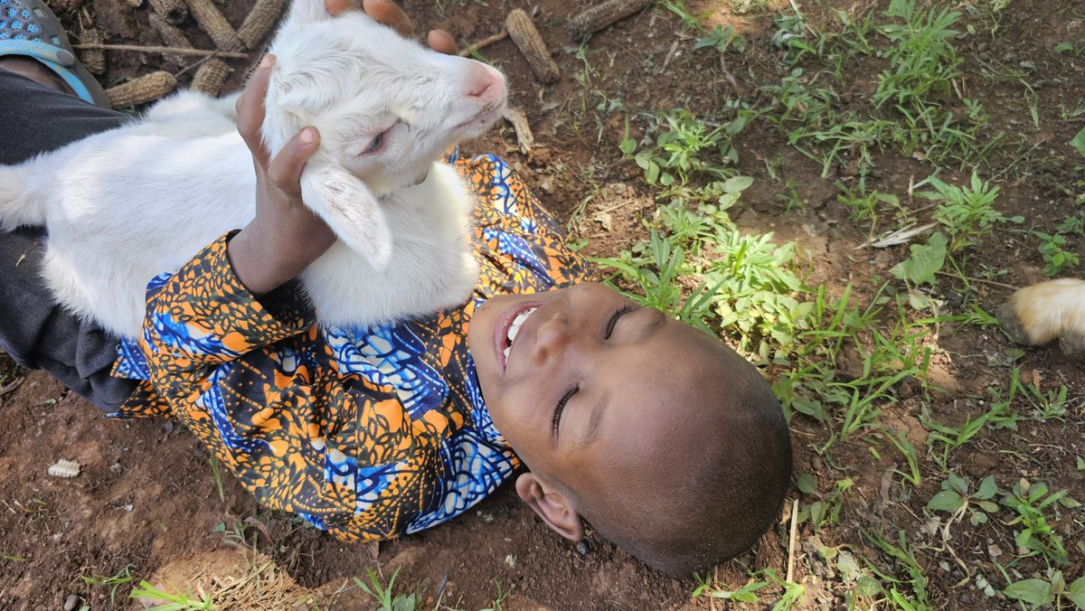 Givegoat's tweet photo. From play to nourishment, goats touch every part of community life. These moments show how one small herd can bring joy, nutrition, and opportunity to families across Tanzania. #Goat #Tanzania #FoodForHisChildren #Nonprofit https://t.co/UeW1vLQNs3
