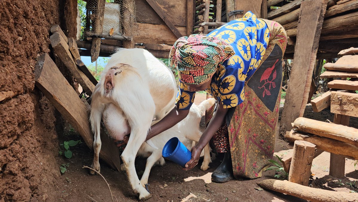 Givegoat's tweet photo. From play to nourishment, goats touch every part of community life. These moments show how one small herd can bring joy, nutrition, and opportunity to families across Tanzania. #Goat #Tanzania #FoodForHisChildren #Nonprofit https://t.co/UeW1vLQNs3