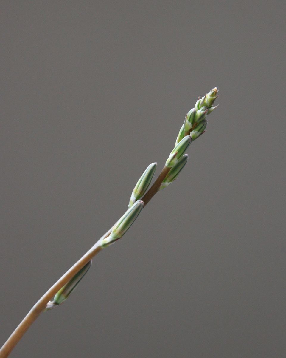 AMORC_Japan's tweet photo. この多肉植物（Haworthia fasciata：和名「十二の巻」）は、高さは20センチぐらいなのですが、毎年６～７月にその４倍にもなる花茎を伸ばし、つぼみをつけます。つぼみは下から咲いていきます
　
#多肉植物 #ハオルチア https://t.co/xRpsOvaAWc
