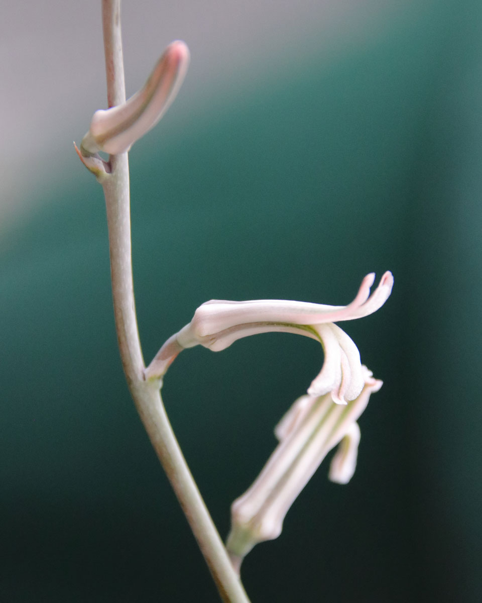 AMORC_Japan's tweet photo. この多肉植物（Haworthia fasciata：和名「十二の巻」）は、高さは20センチぐらいなのですが、毎年６～７月にその４倍にもなる花茎を伸ばし、つぼみをつけます。つぼみは下から咲いていきます
　
#多肉植物 #ハオルチア https://t.co/xRpsOvaAWc