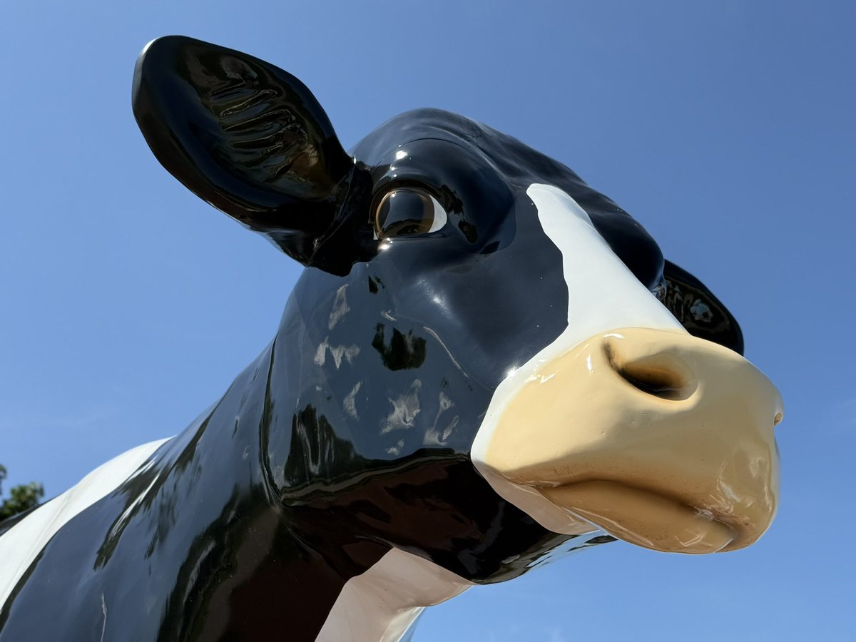 ebbhead1991's tweet photo. Our county bumpkin Lil’ Stahn is probably no stranger around farm animals. But this cow takes the cake! 🐮 

#テイルズ 
#牛 https://t.co/LDT7BfOAT3