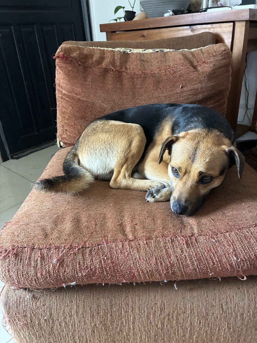 ShenDominguez's tweet photo. Hoy mientras corría en Maldonado me siguió este perrito (me acompañó 12km).
Es educado, está bien cuidado y es muy amable con niños, por lo que suponemos que tiene dueños y lo estarán buscando.
Lo tenemos de manera transitoria. https://t.co/6YBJOd6M5m