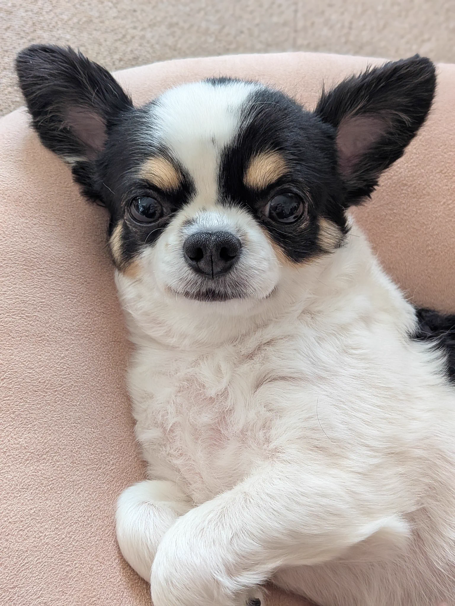 犬用 on X / X