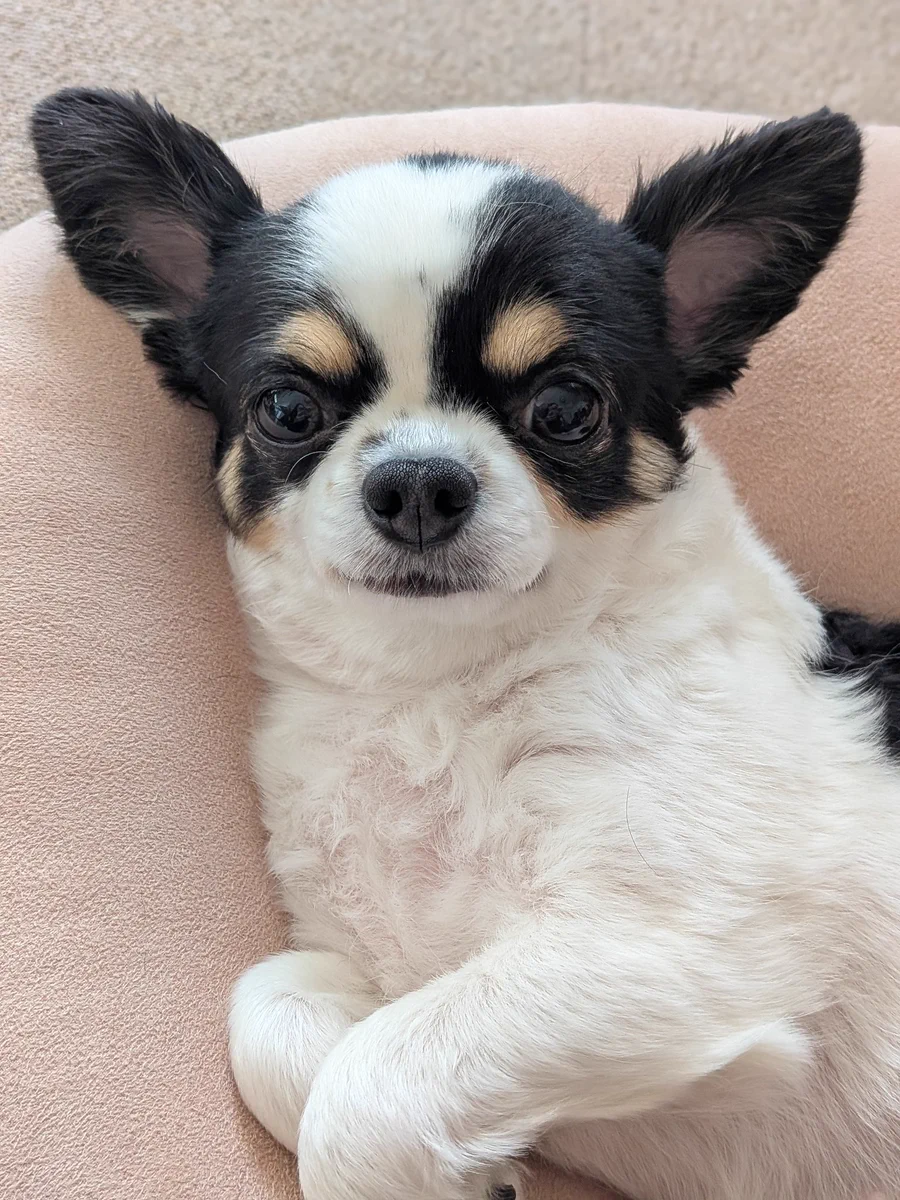 犬用 on X / X