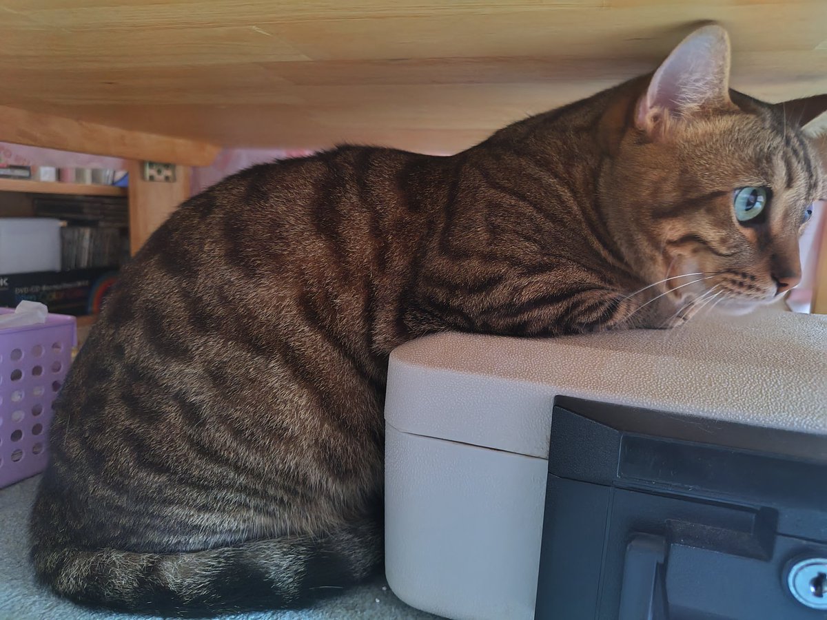 spotlight0000's tweet photo. 金庫の上って冷たくてひんやりしてるのかな🤔

最近こんな体勢でいること多い。
#猫 https://t.co/lsPdBxH4xj