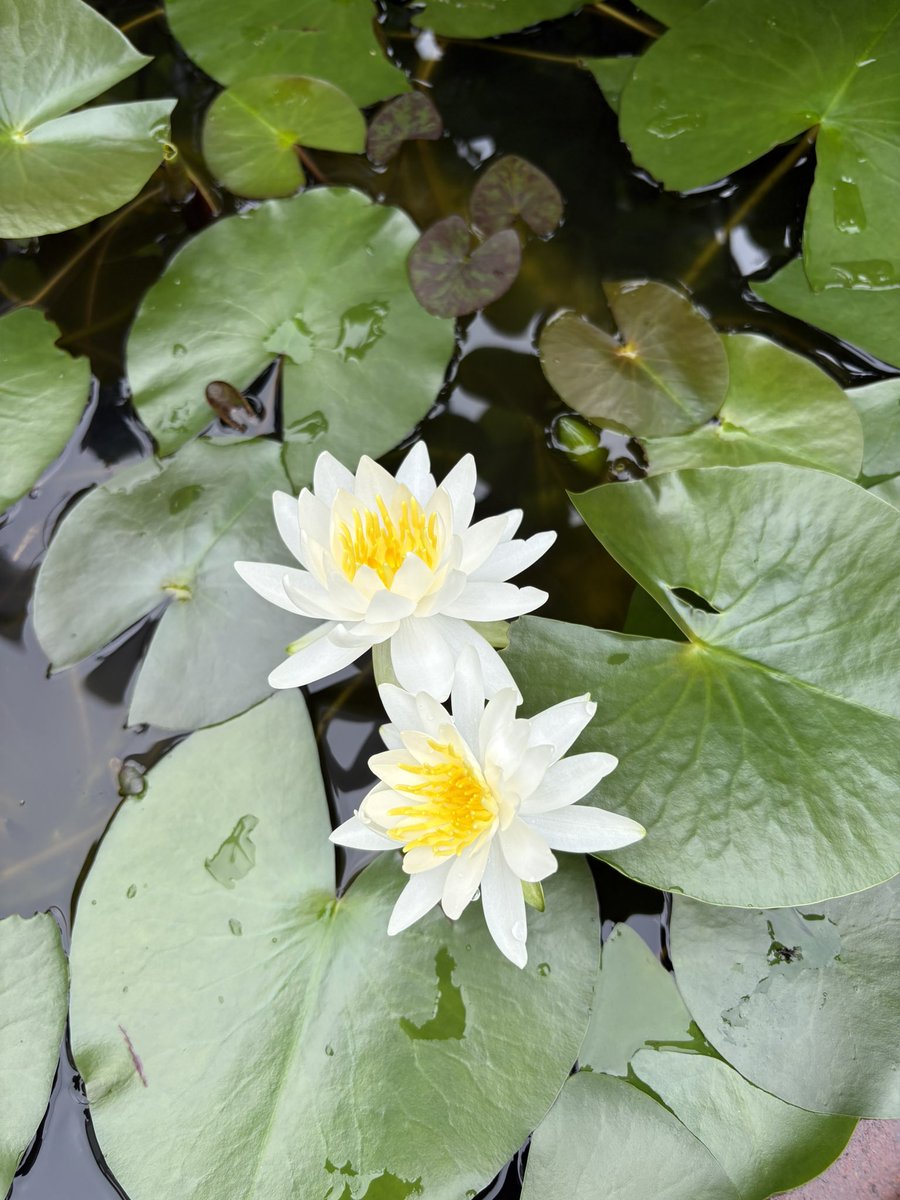 666massan's tweet photo. 今年も睡蓮咲く🌼
#睡蓮咲く
#睡蓮鉢
#メダカ
#紫陽花 https://t.co/TSiZii4jgX