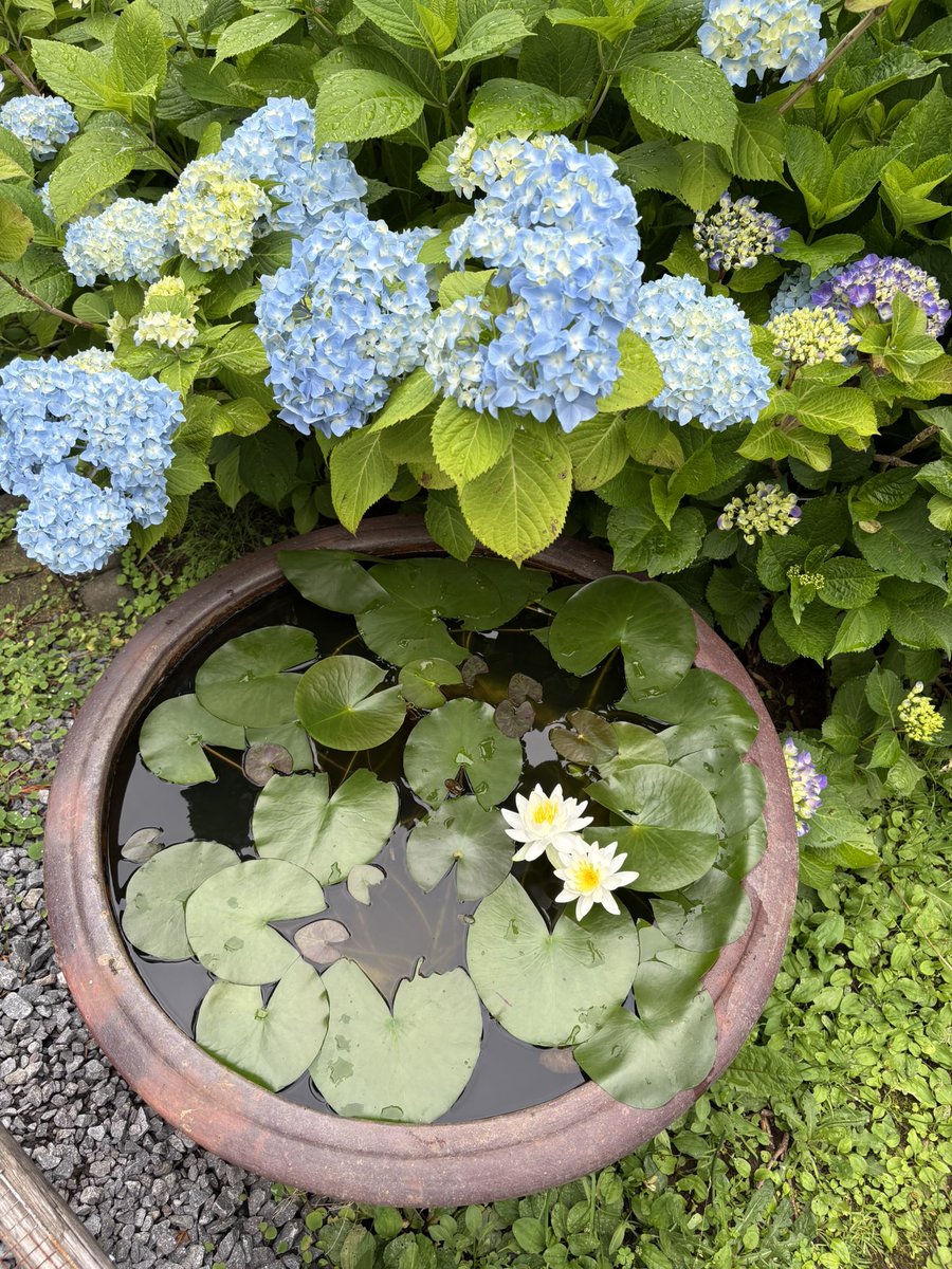 666massan's tweet photo. 今年も睡蓮咲く🌼
#睡蓮咲く
#睡蓮鉢
#メダカ
#紫陽花 https://t.co/TSiZii4jgX
